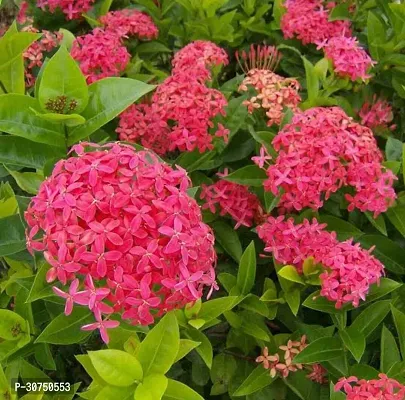 The Entacloo Ixora Mini Pink Flowering Plant Red IxoraRangan Plant-thumb3