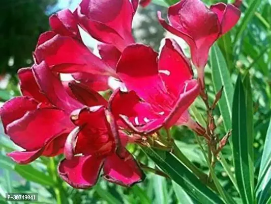 The Entacloo Oleander Plant JBLKQ6-thumb0