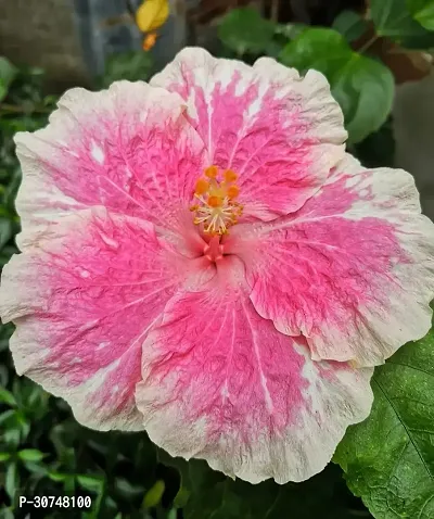 The Entacloo Hibiscus Plant Hibiscus Hybrid Live Flower Plant Disha90061-thumb0