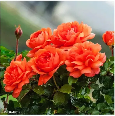 The Entacloo Rose Plant Climbing Orange RoseGulab Flower-thumb0