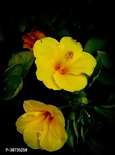 The Entacloo Hibiscus Plant Live Dwarf Hibiscus Flower Plant (Yellow colour ) China Rose Life Plant.-thumb2