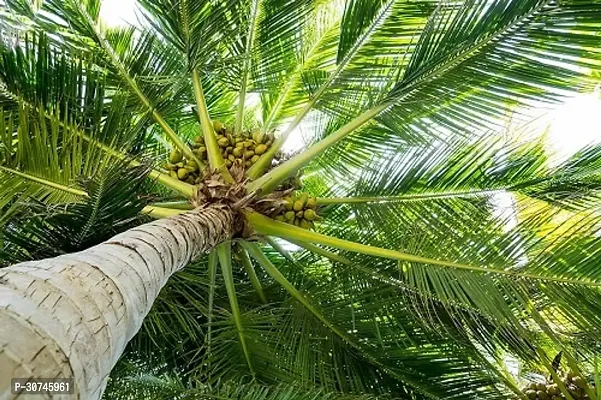 The Entacloo Coconut Plant Grafted Coconut Plant