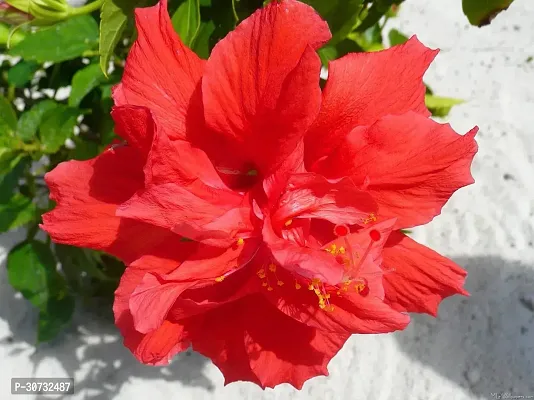 The Entacloo Hibiscus Plant INE-NEW-223-thumb0