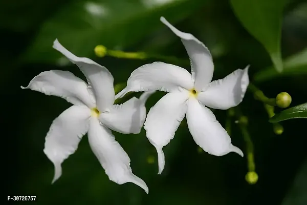 The Entacloo Night Bloom Jasmine Plant Night bloom Jasmine (Tagar Plant)-thumb0