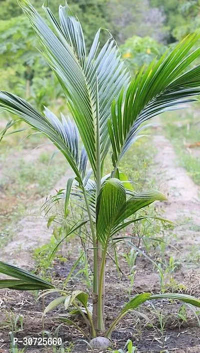 The Entacloo Coconut Plant Coconut Fruit Plant (C5)-thumb0