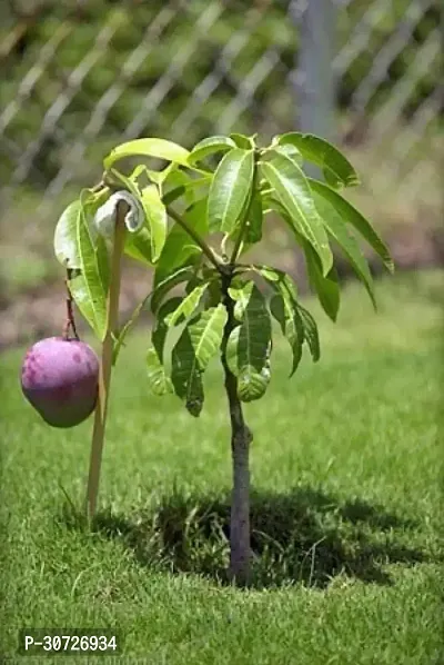 The Entacloo Mango Plant HYBRID MANGO PLANT A100-thumb0