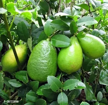 The Entacloo Lemon Plant Lemon Plant ( Mars Lemon Plant )-thumb0