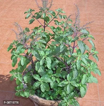 The Entacloo Tulsi Plant TL-BPC-CB10MAR93-thumb0