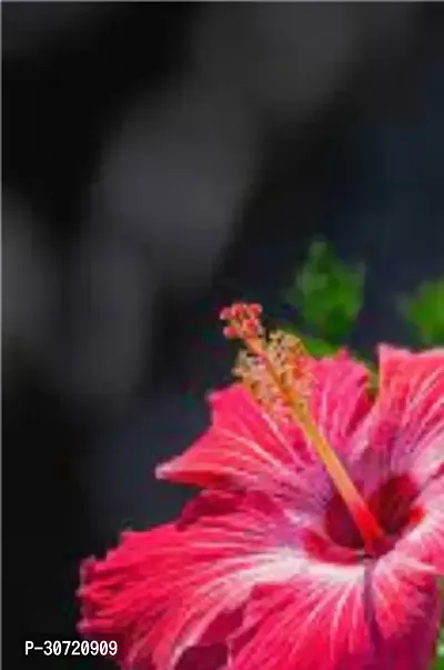 The Entacloo Hibiscus Plant HIBISCUS A14-thumb0