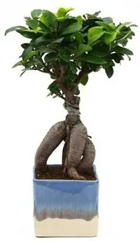 The Entacloo Ficus Plant 08775-thumb2