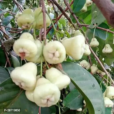 The Entacloo Wax Apple Plant Jamrul-d-thumb0