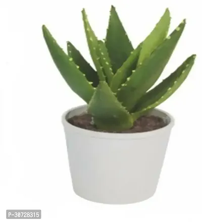 The Entacloo Aloe Vera Plant AAXA11