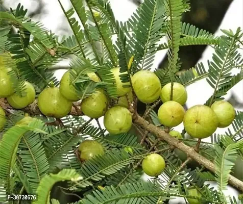 The Entacloo Amla Plant EMBC-BPC-CB-10MAR93-thumb0