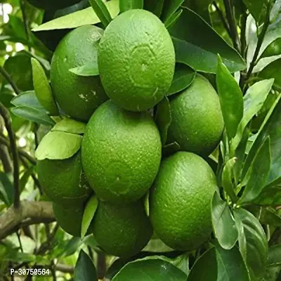 The Entacloo Lemon Plant Bari 1 Malta Mosambi Variety Grafted Fruit Live PlantsTree(11.5 Ft Size)-thumb2