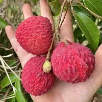 The Entacloo Litchi Plant Hybrid LitchiLychee Fruit Live Plant-thumb1