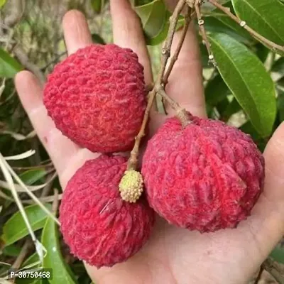 The Entacloo Litchi Plant Hybrid LitchiLychee Fruit Live Plant-thumb2