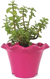 The Entacloo Jade Plant LIVE PLANT Decorative Air Purifying Jade Green Plant with Blossom Pot color pink-thumb1