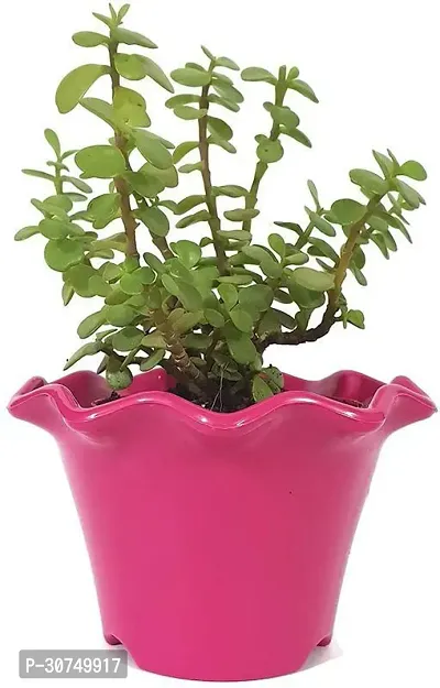 The Entacloo Jade Plant LIVE PLANT Decorative Air Purifying Jade Green Plant with Blossom Pot color pink-thumb2