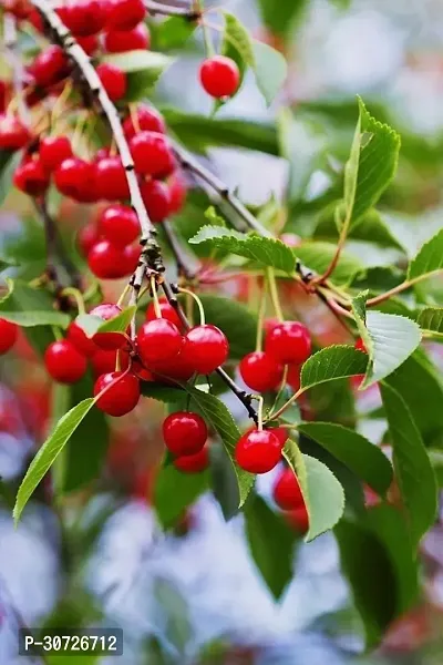 The Entacloo Cherry Fruit Plant CHERRY PLANT-thumb0