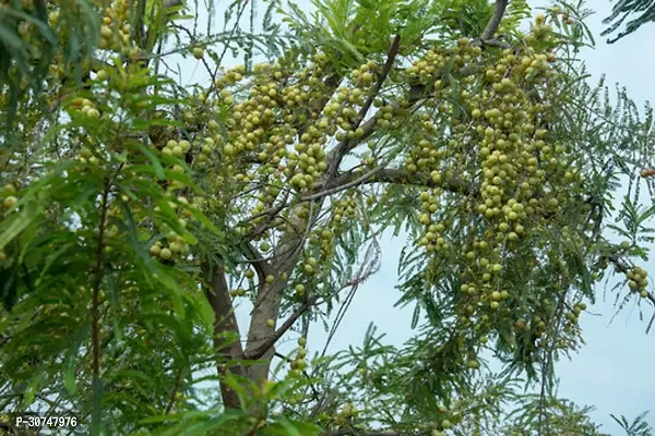 The Entacloo Amla Plant AMLA PLANT LLM-thumb0