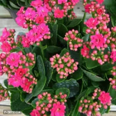 The Entacloo Kalanchoe Plant kalnchoe plant gfd-thumb0