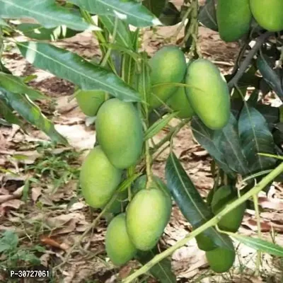 The Entacloo Mango Plant Fazli Mango Hybrid Plant For Outdoor Garden-thumb0