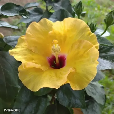 The Entacloo Hibiscus Plant Hibiscus Yellow Live Flower Plant Disha90025-thumb0