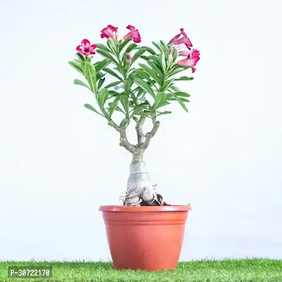 The Entacloo Adenium Plant ADENIUM PLANT AAWW45-thumb3