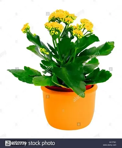 The Entacloo Kalanchoe Plant HVLIVE_782-thumb0