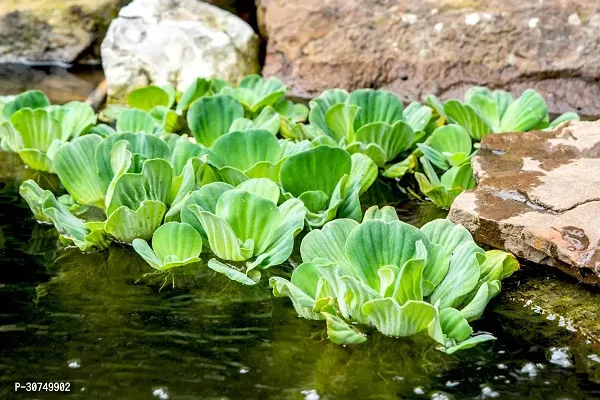 The Entacloo Water Cabbage Plant WATER CABBAGE PLANT-thumb0