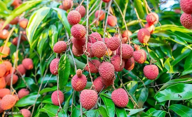 The Entacloo Litchi Plant Litchi Fruit Plant (04)-thumb0