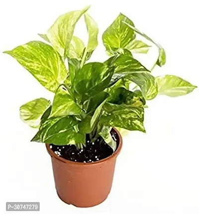 The Entacloo Money Plant Indoor Green Money Plant (Pot included)-thumb0