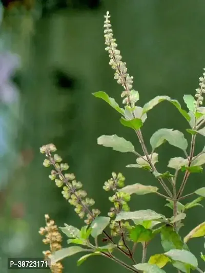 The Entacloo Tulsi Plant Tulsi-thumb2