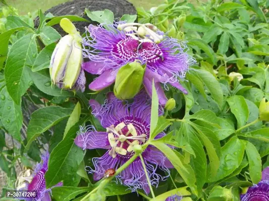 The Entacloo Passion Plant Passion Flower Plant A24-thumb0