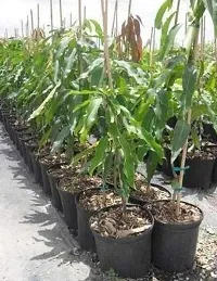 The Entacloo Mango Plant Live Kesar Mango GraftedPlant-thumb2