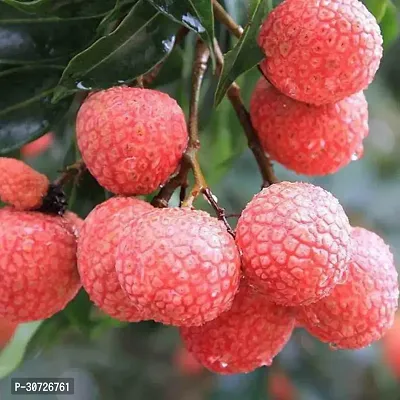 The Entacloo Litchi Plant FGW-thumb0