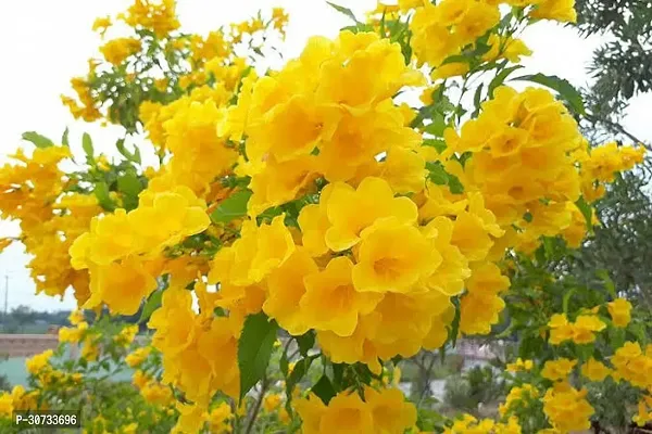 The Entacloo Tecoma Plant TECOMA YELLOW BELLS LIVE FLOWER PLANT(HYBRID,PACK OF 1)-thumb0