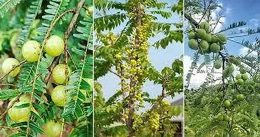 The Entacloo Amla Plant AMLA PLANT KTR-thumb1