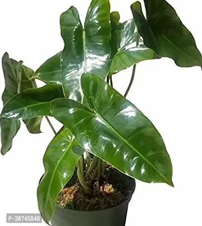 The Entacloo Philodendron Plant philondendron46