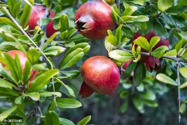 The Entacloo Pomegranate Plant POMEGRANATEBEDANA PLANT-P85-thumb0