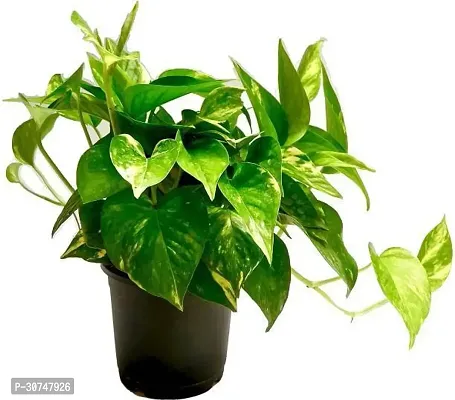 The Entacloo Money Plant Money Plant51-thumb0