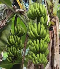 The Entacloo Banana Plant Plantain Banana Plant-thumb1