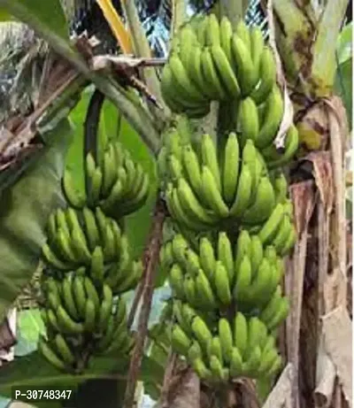 The Entacloo Banana Plant Plantain Banana Plant-thumb2