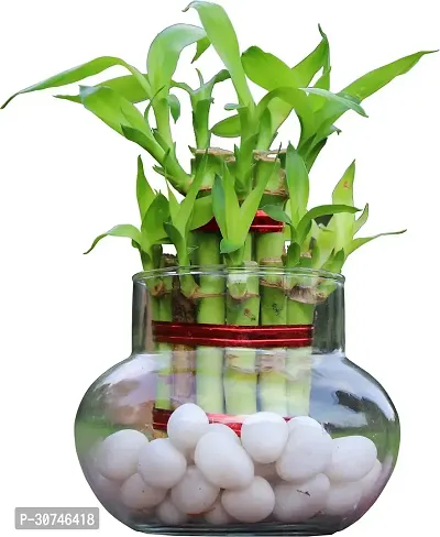 The Entacloo Two Layer Bamboo Plant 2L bamboo in handi vase with white pebbles-thumb0