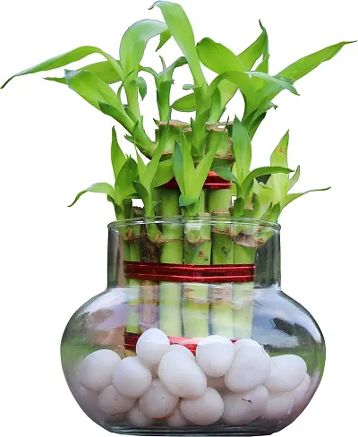 Must Have Plant & Planters 