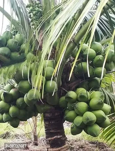 The Entacloo Coconut Plant Coconut tree-thumb0