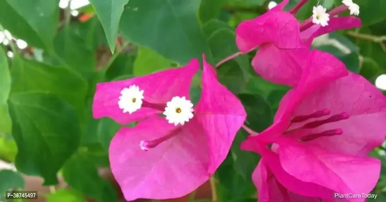 The Entacloo Bougainvillea Plant bz01-thumb0