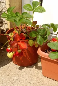 The Entacloo Strawberry Plant strawberry plant 792-thumb1