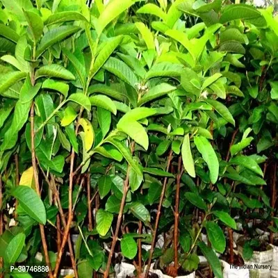 The Entacloo Guava Plant Chausa Guava Plant For Outdoor Garden-thumb2