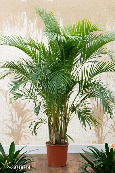 The Entacloo Areca Palm ARECA PLANT-thumb0